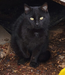 A picture of a very handsome black cat with gold eyes taken 01/25 waiting patiently for his "breakfast"