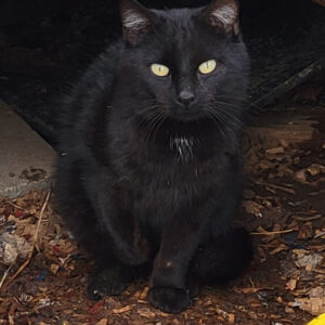 A picture of a very handsome black cat with gold eyes taken 01/25 waiting patiently for his "breakfast"