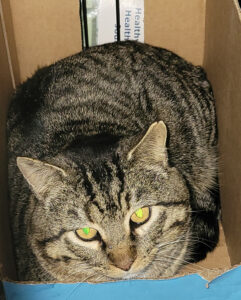 A picture of a tabby cat sitting in a cardboard box with gold eyes looking at the camera.